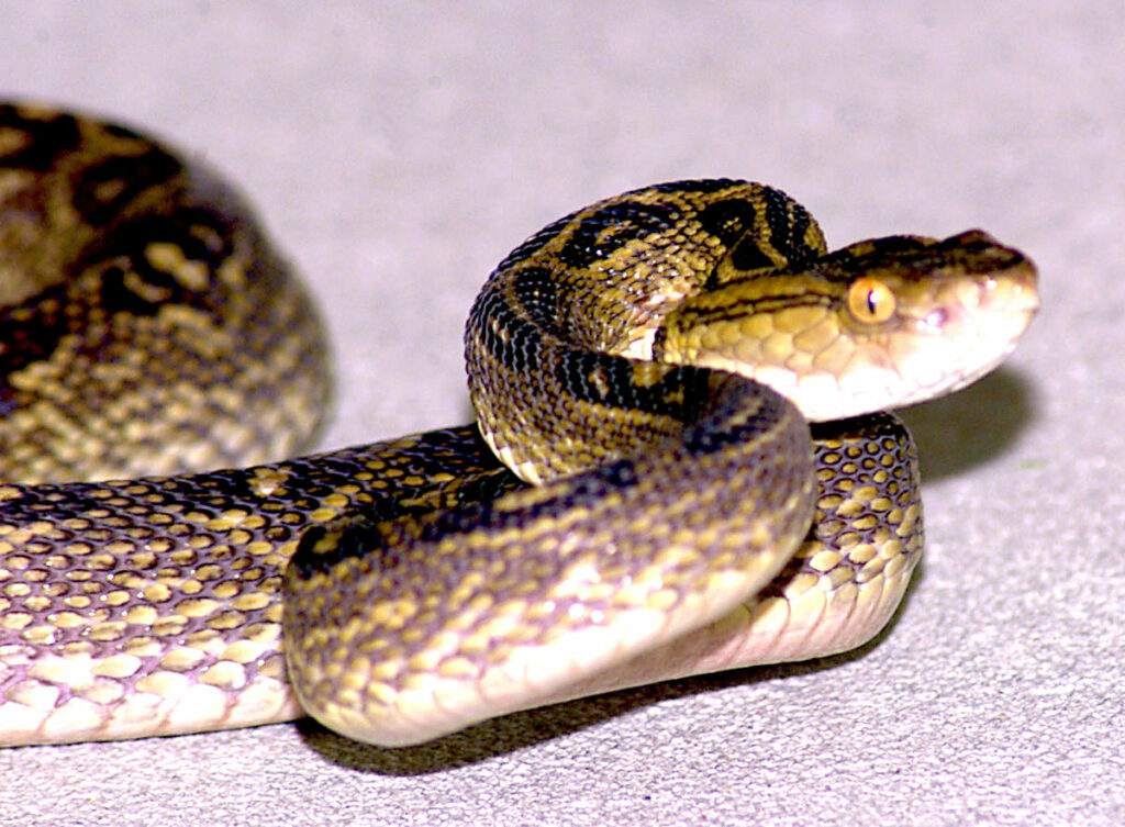 Protobothrops flavoviridis